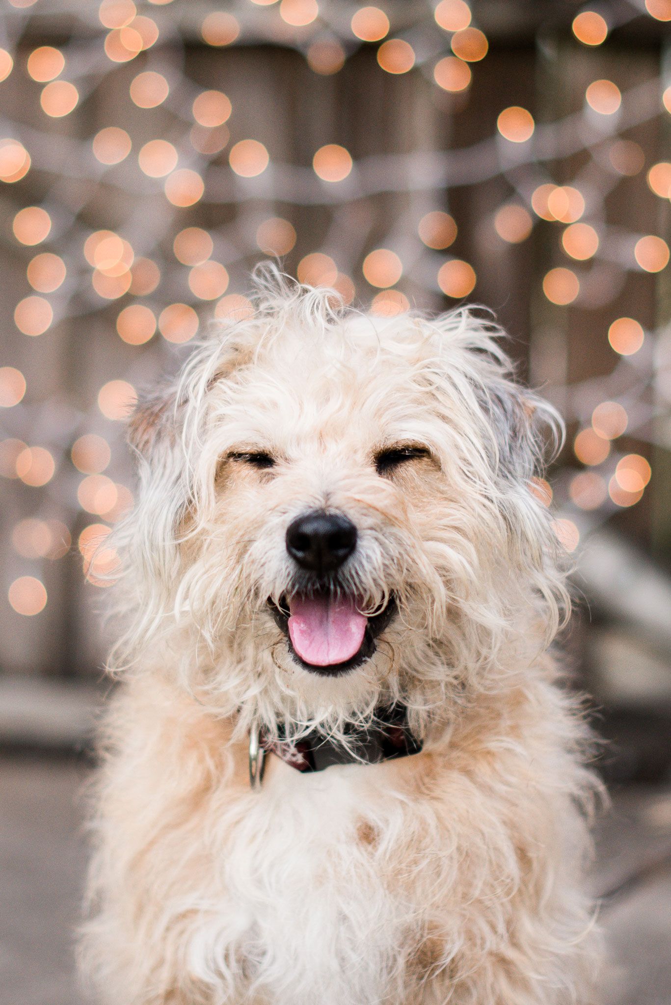 Cute terrier smiling with eyes closed Houston