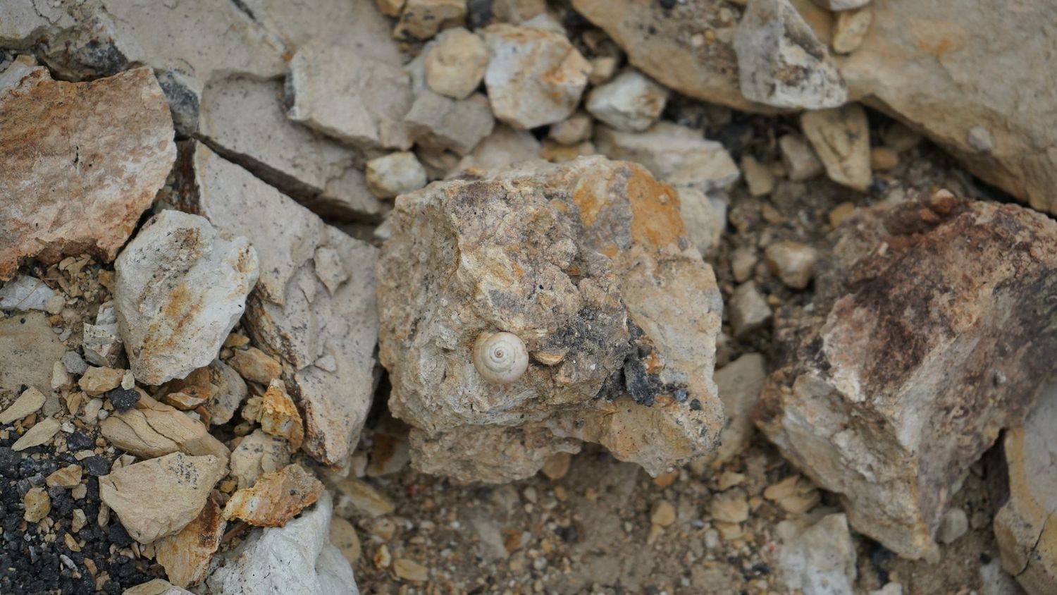 Close-up of fossil embedded in rocky sediment and gravel outdoors.