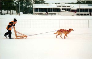 Intervale Franconia Notch (Frankie) dog sledding with junior dog driver