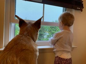 Chinook Dog at the window