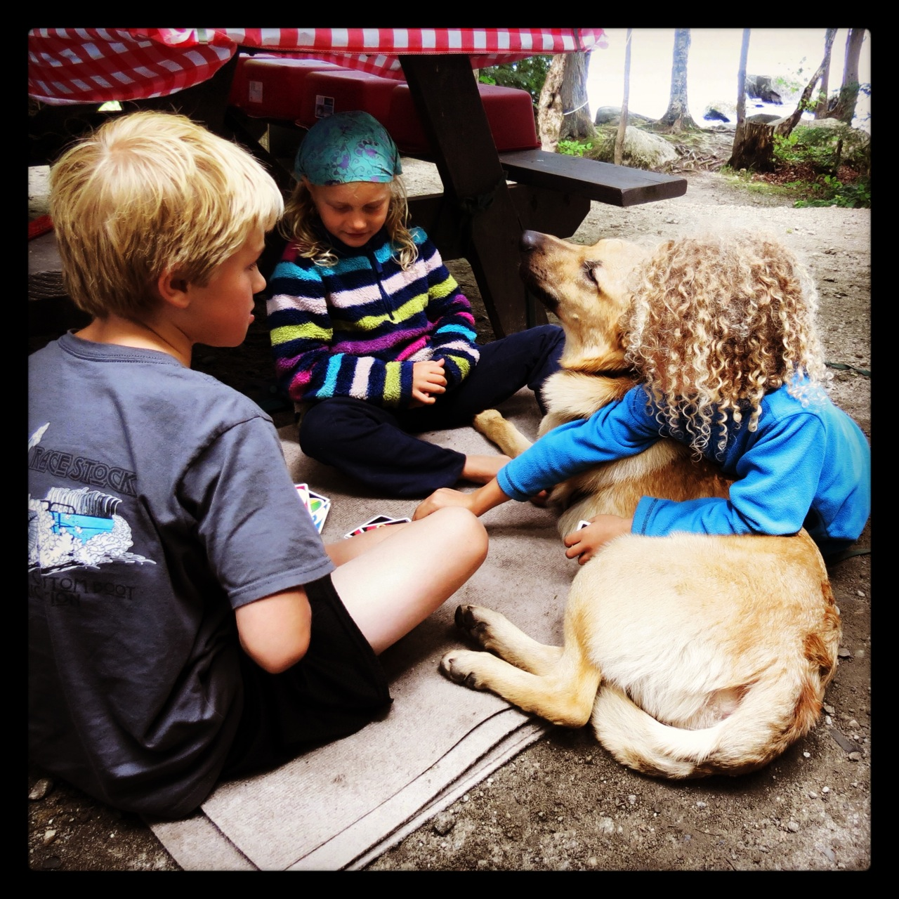 Chinook Dog with kids playing cards