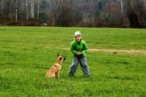 Chinook Pup Intervale Home Run (Fenway) with new "brother" Kody