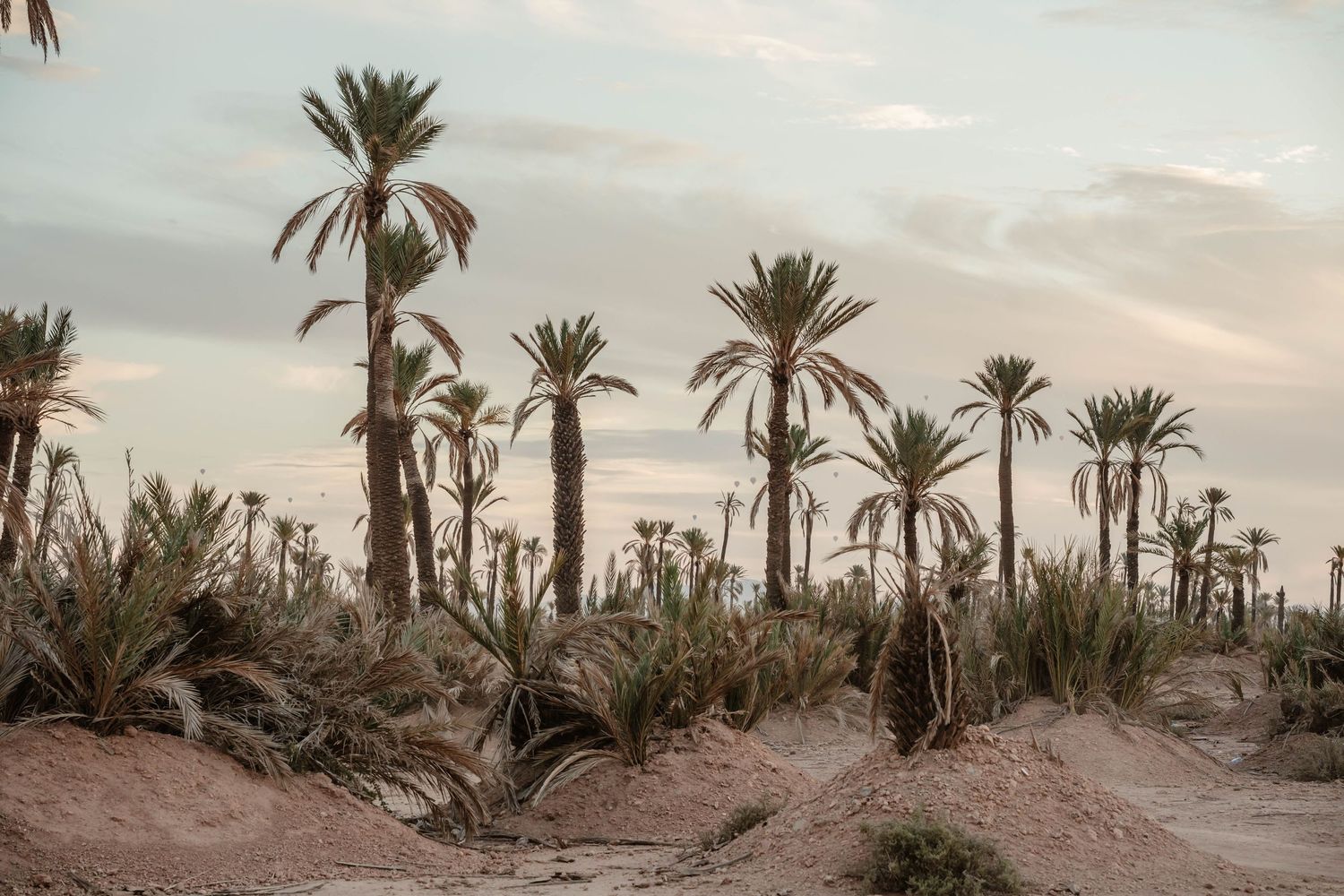 Zara Davis Wedding Photography Destination Micro Elopement Morocco Marrakech Palm Trees desert
