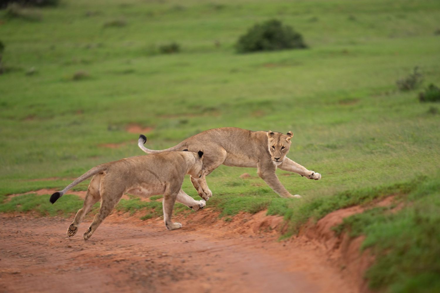Pride of lions leaping and running across red dirt terrain.