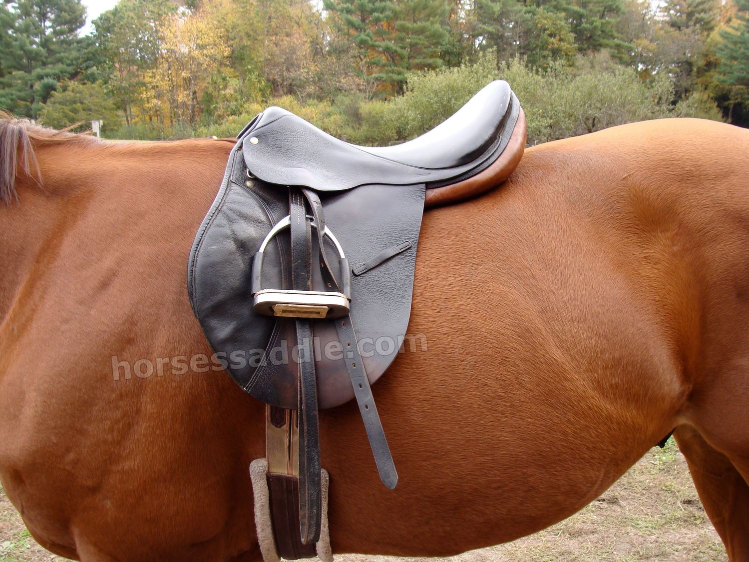 Horse Saddle