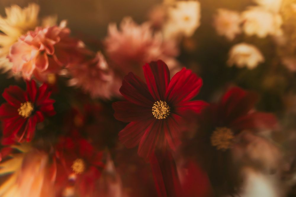 Delicate red and pink cosmos flowers with golden centers in rich autumn tones.