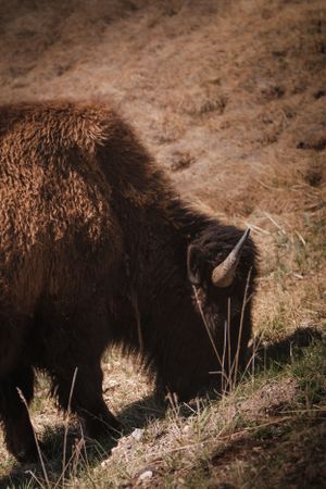 Close-up of grazing American bison with thick brown fur in golden grass.