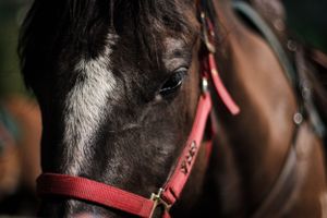 Close-up portrait of dark horse with white blaze wearing red bridle.
