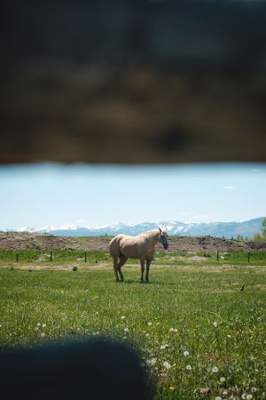 Pale horse standing in green meadow with snow-capped mountains in background.