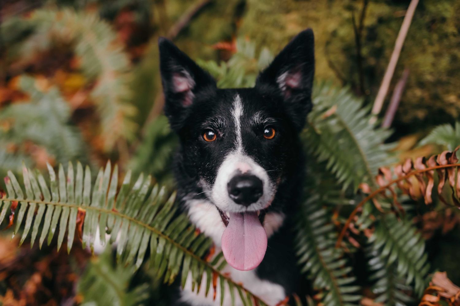 Portrait of Taylor's Border Collie, Snoopy