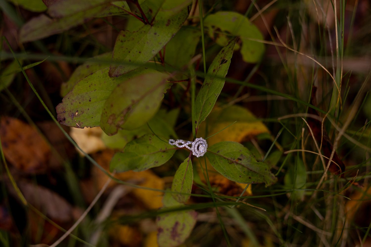 ring on branch
