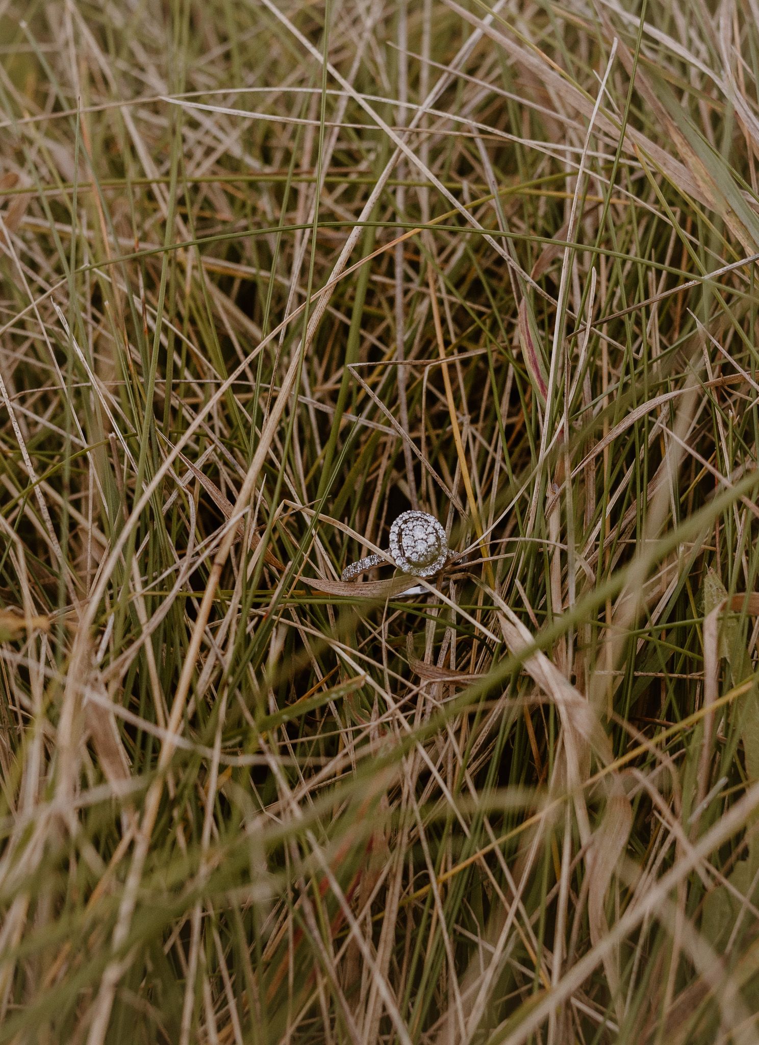 ring in long grass