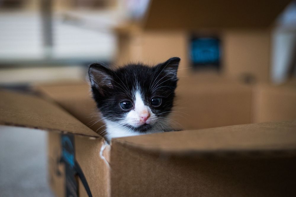 baby kitten playing in an amazon box after Black Friday