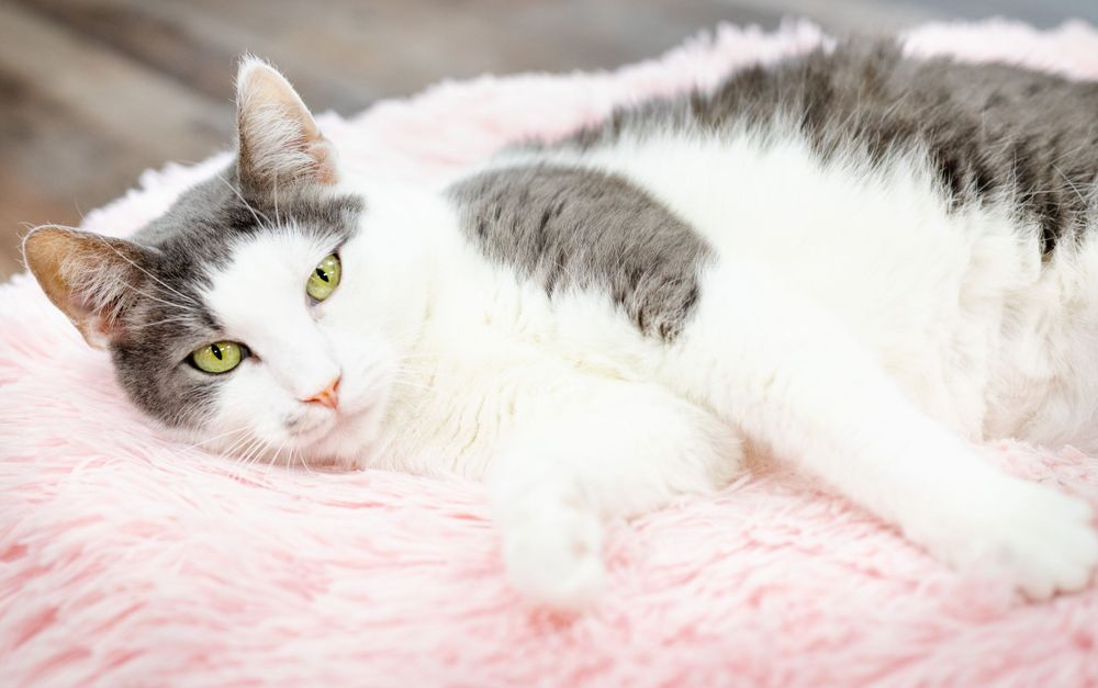 Older cat chilling in a pink pillow at the local cat adoption center