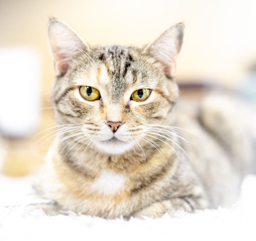 photo of young cat up for adoption through Nashville Cat Rescue in Donelson, Tennessee