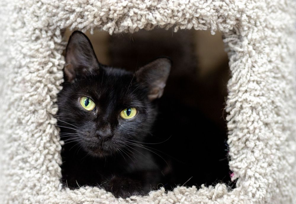 black kitten with green eyes up for adoption at Nashville Cat Rescue