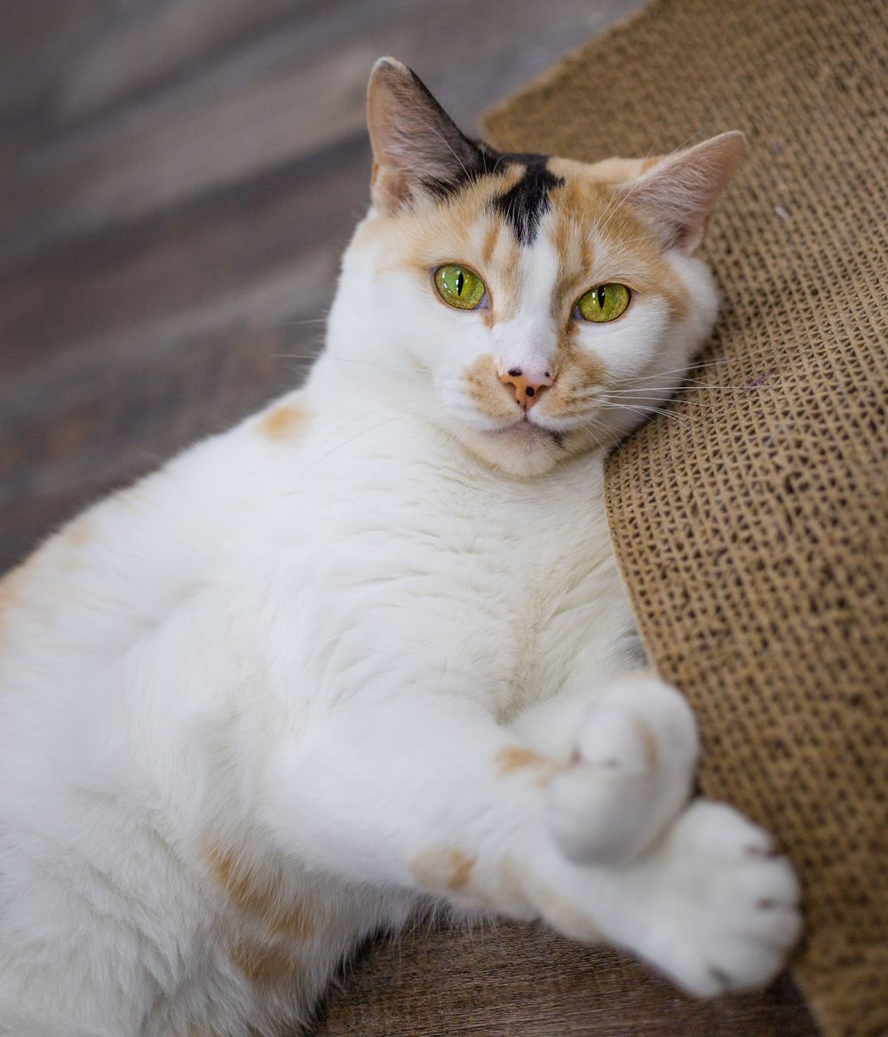 Cat playing with cardboard scratcher in a room full of other cats and kittens
