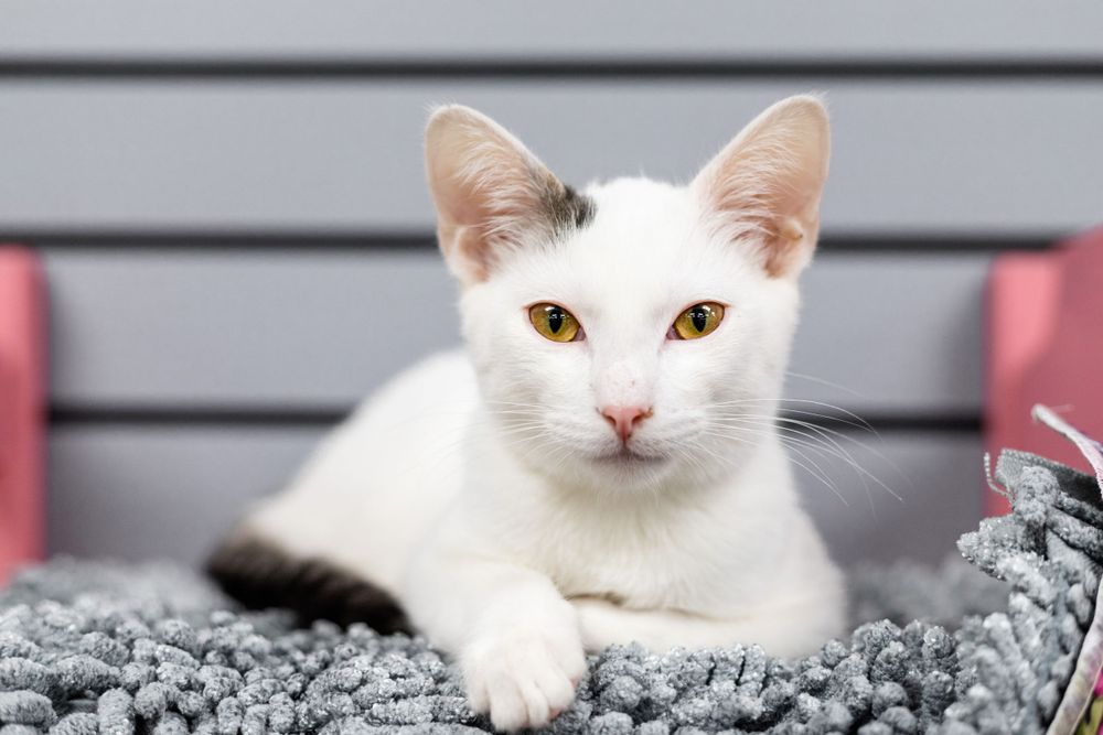 White kitten available for adoption at The Catio in Donelson, TN