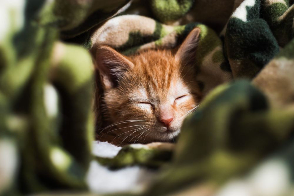 baby kitten wrapped up in a warm blanket