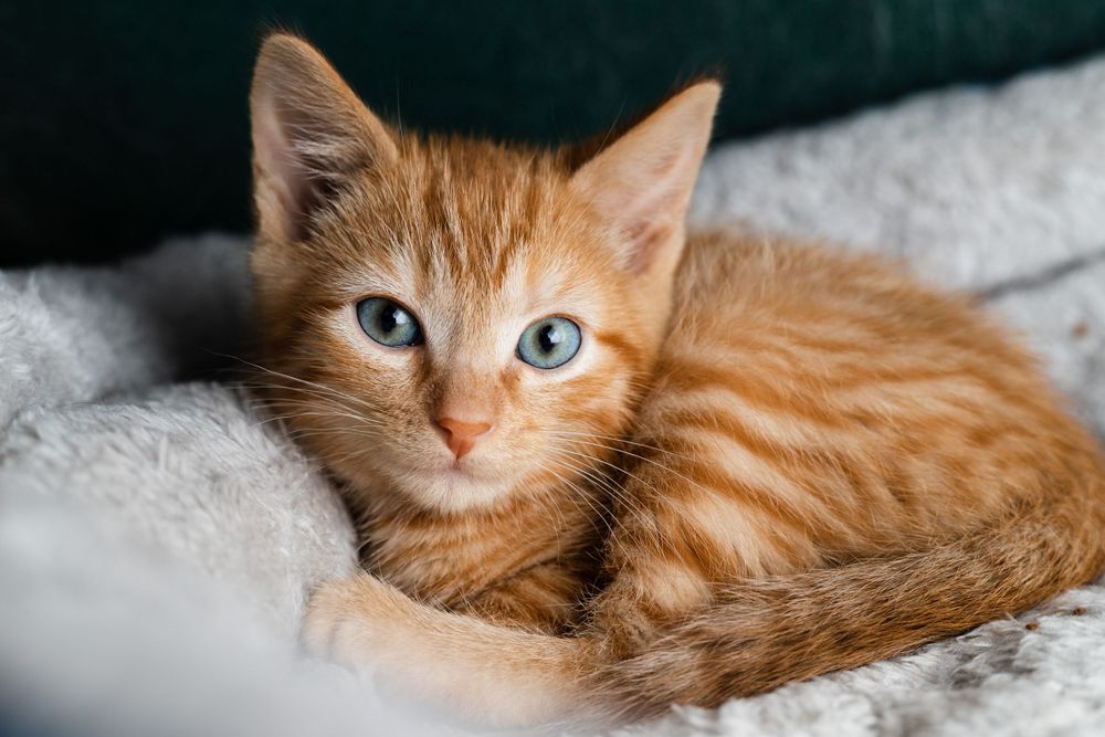 Orange Striped kitten with blue eyes comfortably laying in a pillow