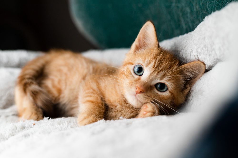 young kitten basking in the sun by kody mayberry