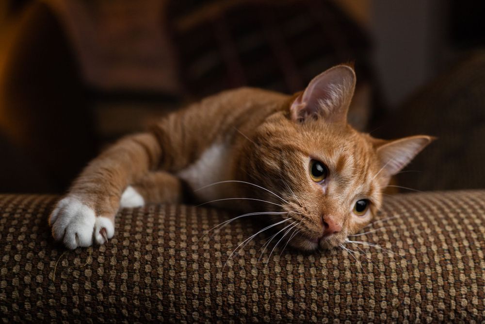 adult orange cat relaxing in a recliner
