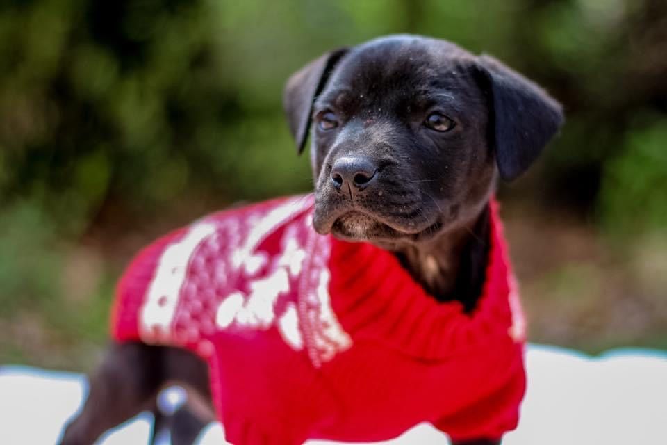 baby labrador in a christmas sweater up for adoption
