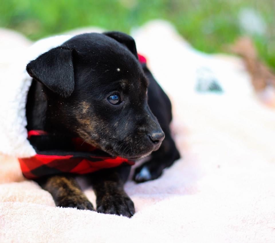 Portrait of a young puppy at an adoption event in Nashville