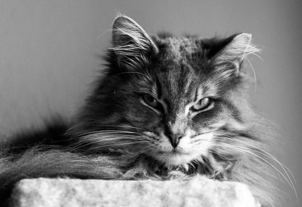 portrait of a grey cat with a serious face