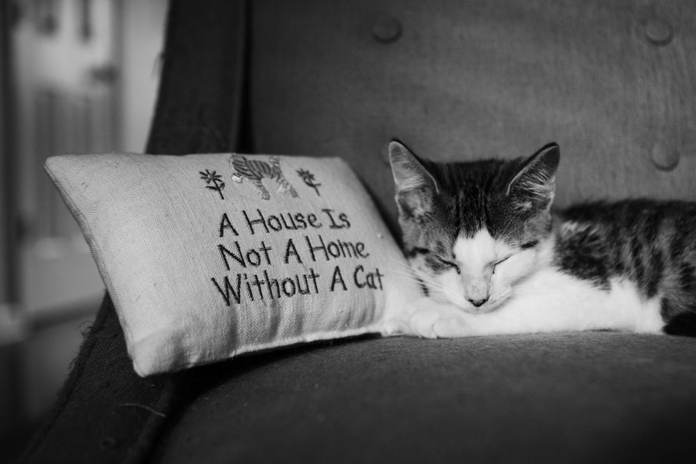 former foster kitten taking a nap next to a pillow that says a house is not a home without a cat