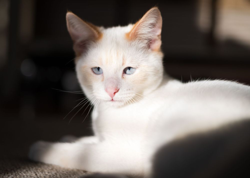 flame point kitten with orange ears and blue eyes basking in the sun