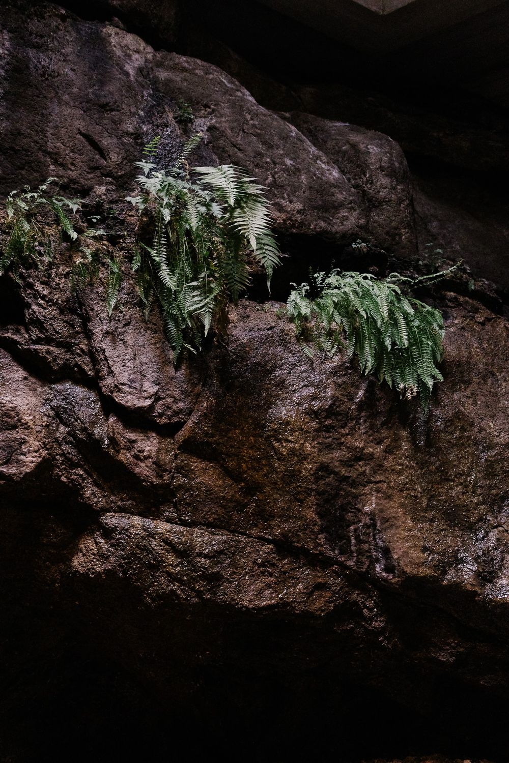 Dramatic shot of ferns growing from dark rocky wall texture.