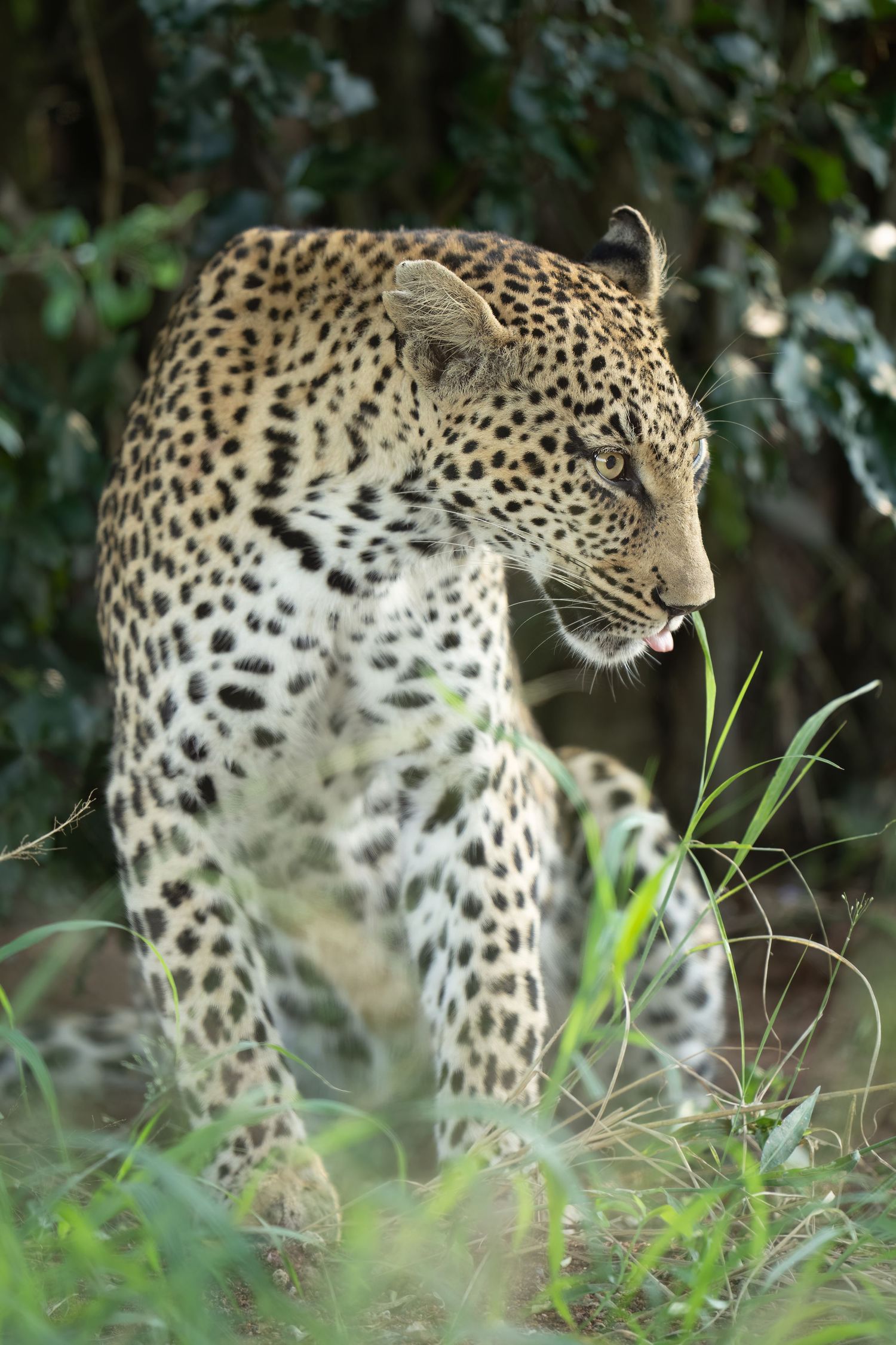 A leopard moves stealthily through tall grass in a forest setting.