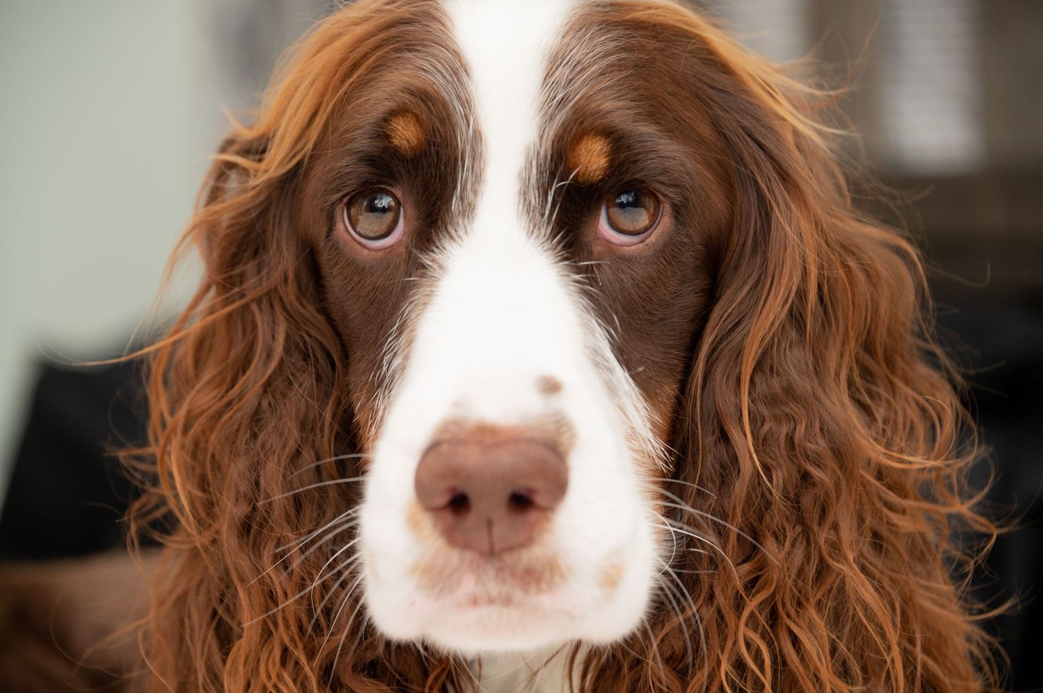 Close-up portrait of a brown and white Springer Spaniel dog with soulful eyes.