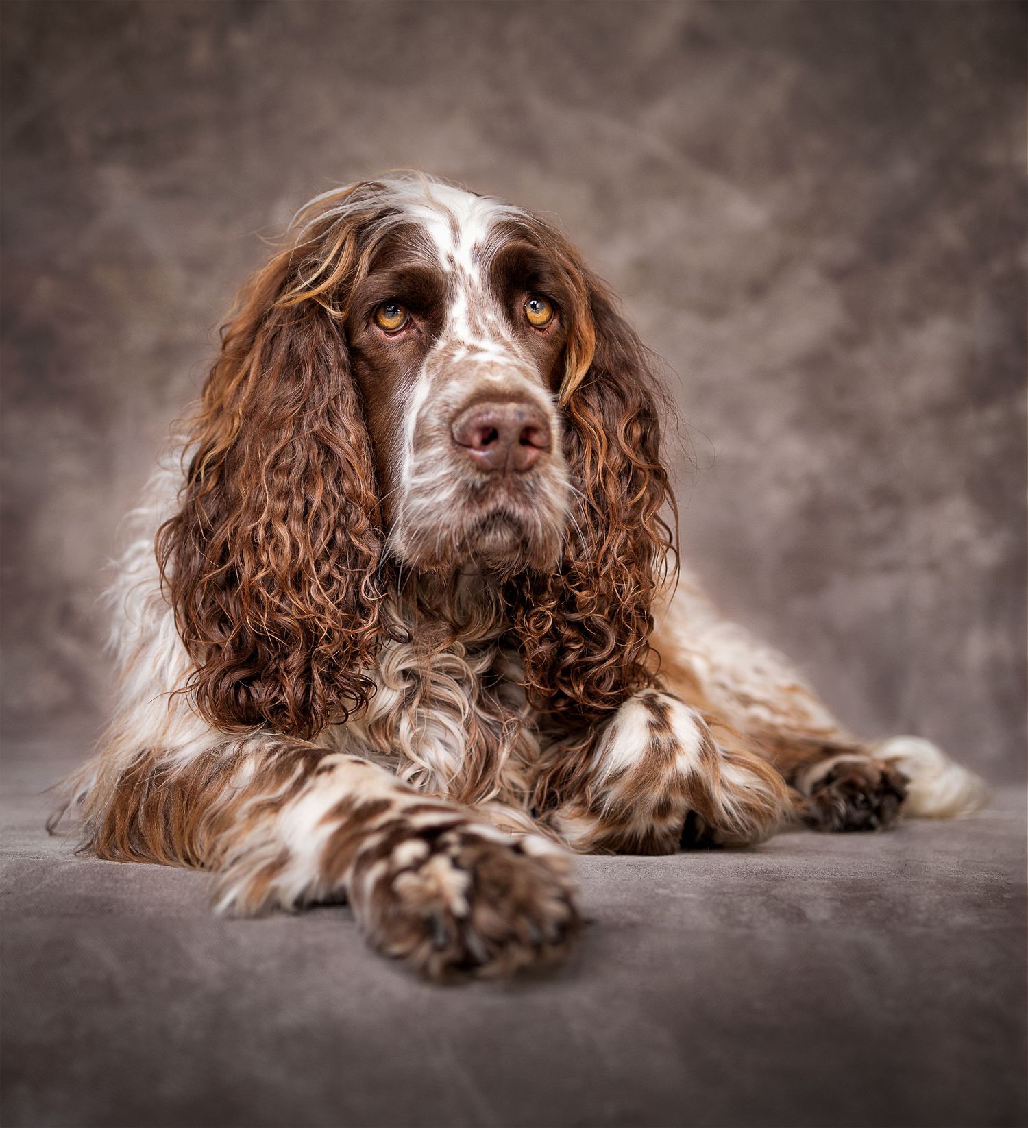 Beautiful Springer Spaniel studio portrait