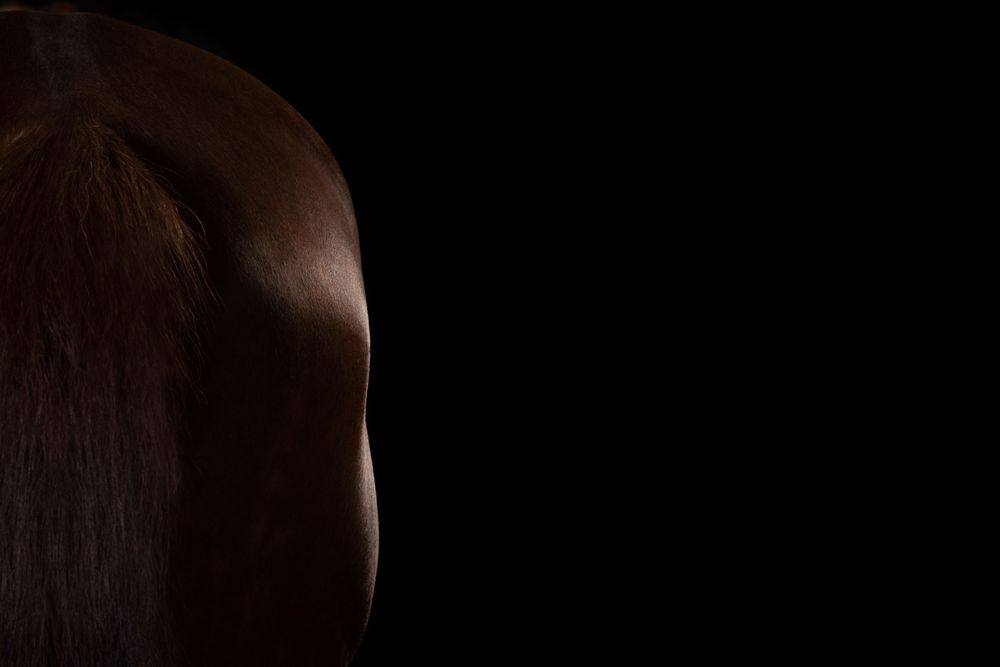 Dramatic side lighting reveals the contours of a horse's face in the darkness.