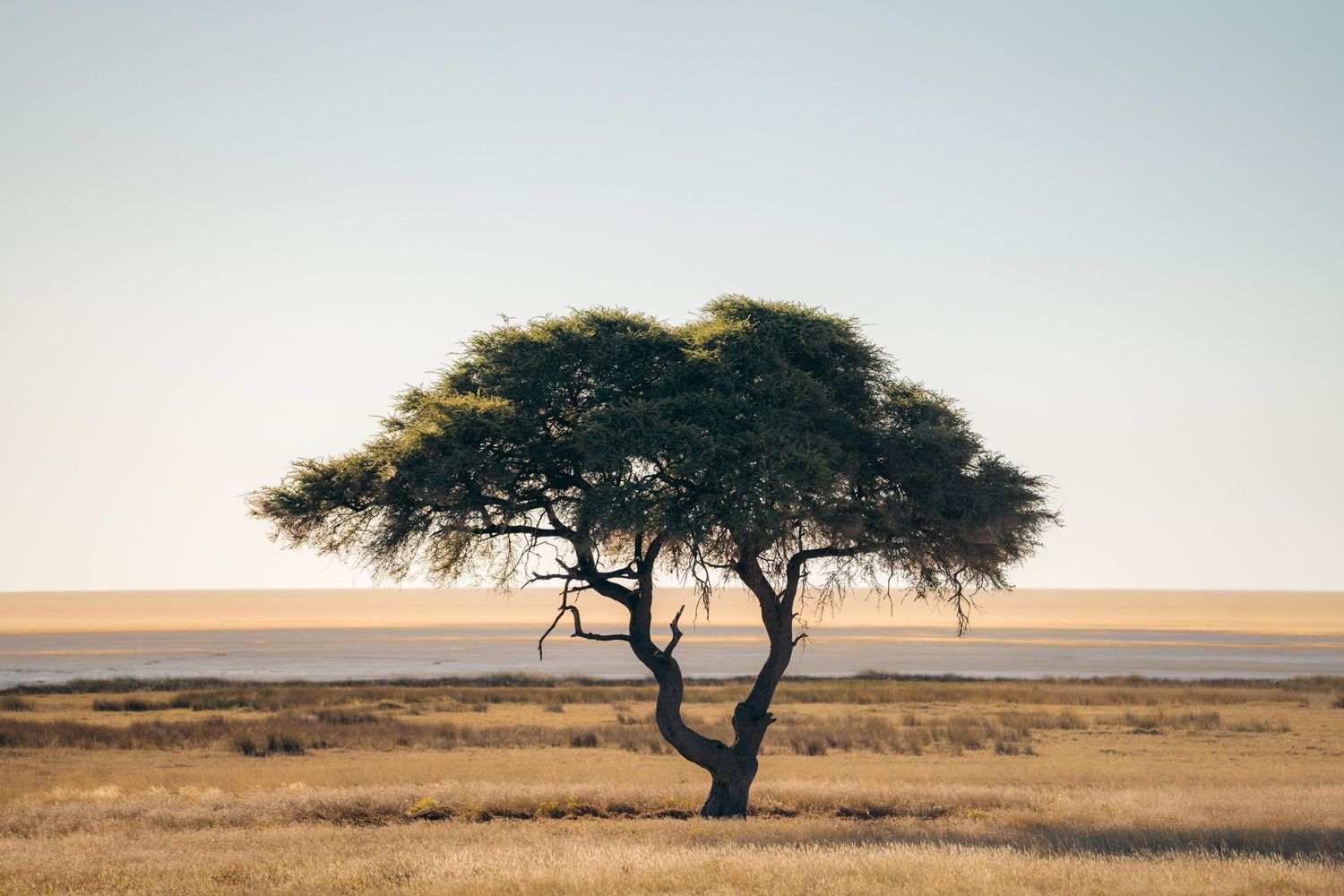 arbre seul au milieu de la savane à etosha