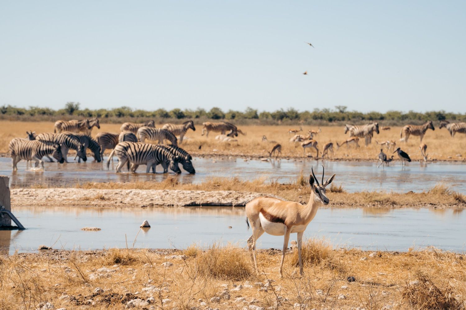 plan d'eau à etosha avec de nombreux animaux qui viennent se restaurer