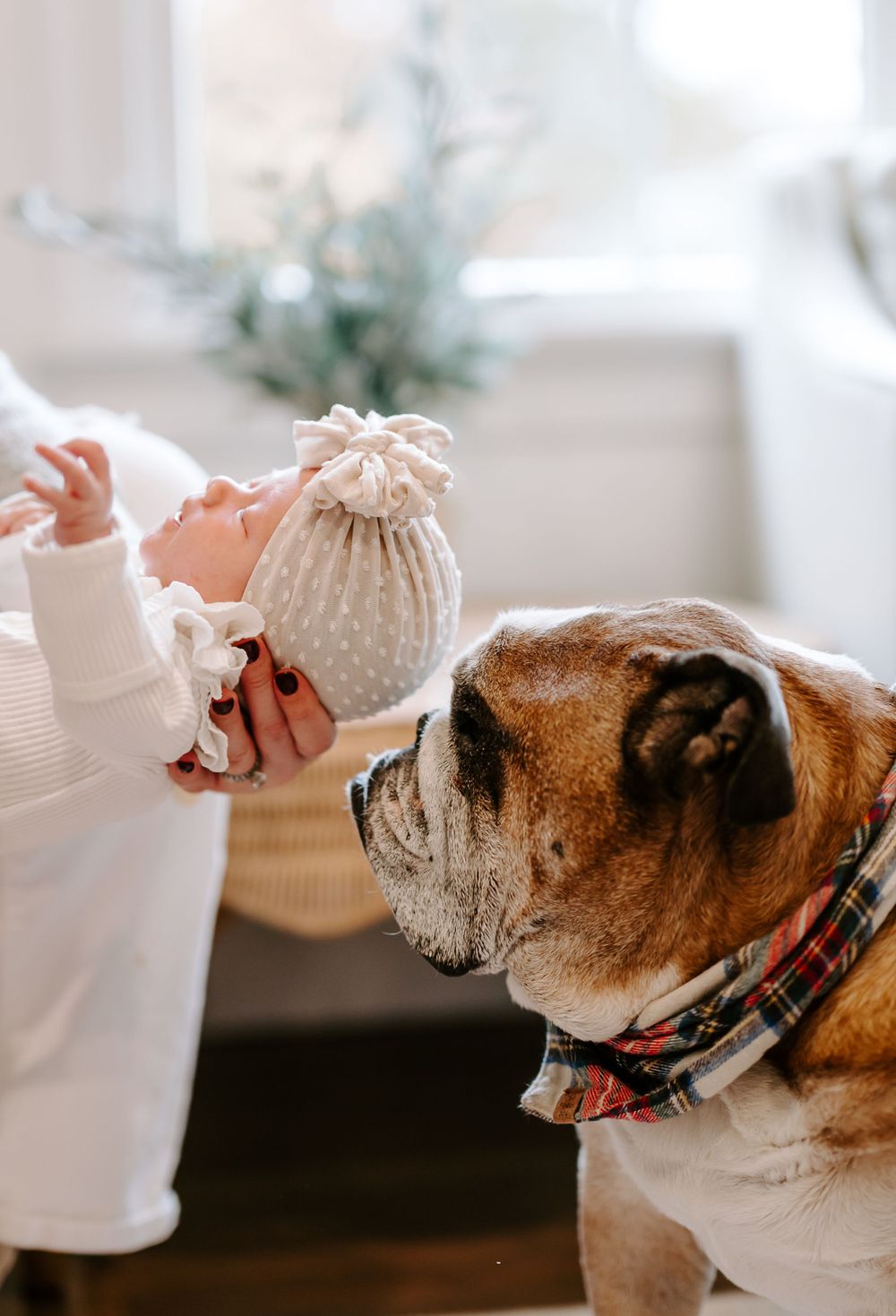 English bulldog with red collar receiving treats from someone's hand.
