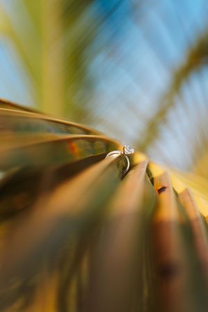 Diamond engagement ring resting on golden palm leaf with tropical bokeh background.