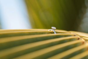Diamond engagement ring resting on a green tropical palm leaf outdoors.