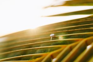 Diamond engagement ring balanced on a tropical palm leaf with golden sunset light glowing in the background.