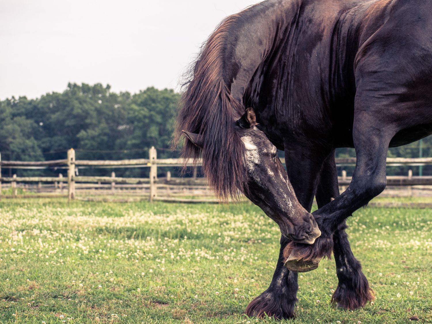 black horse itching foot