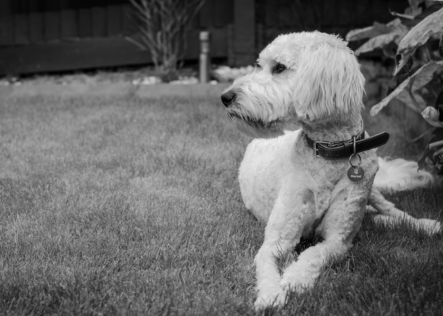 Black and white photo of a fluffy white dog relaxing on green grass in a backyard.
