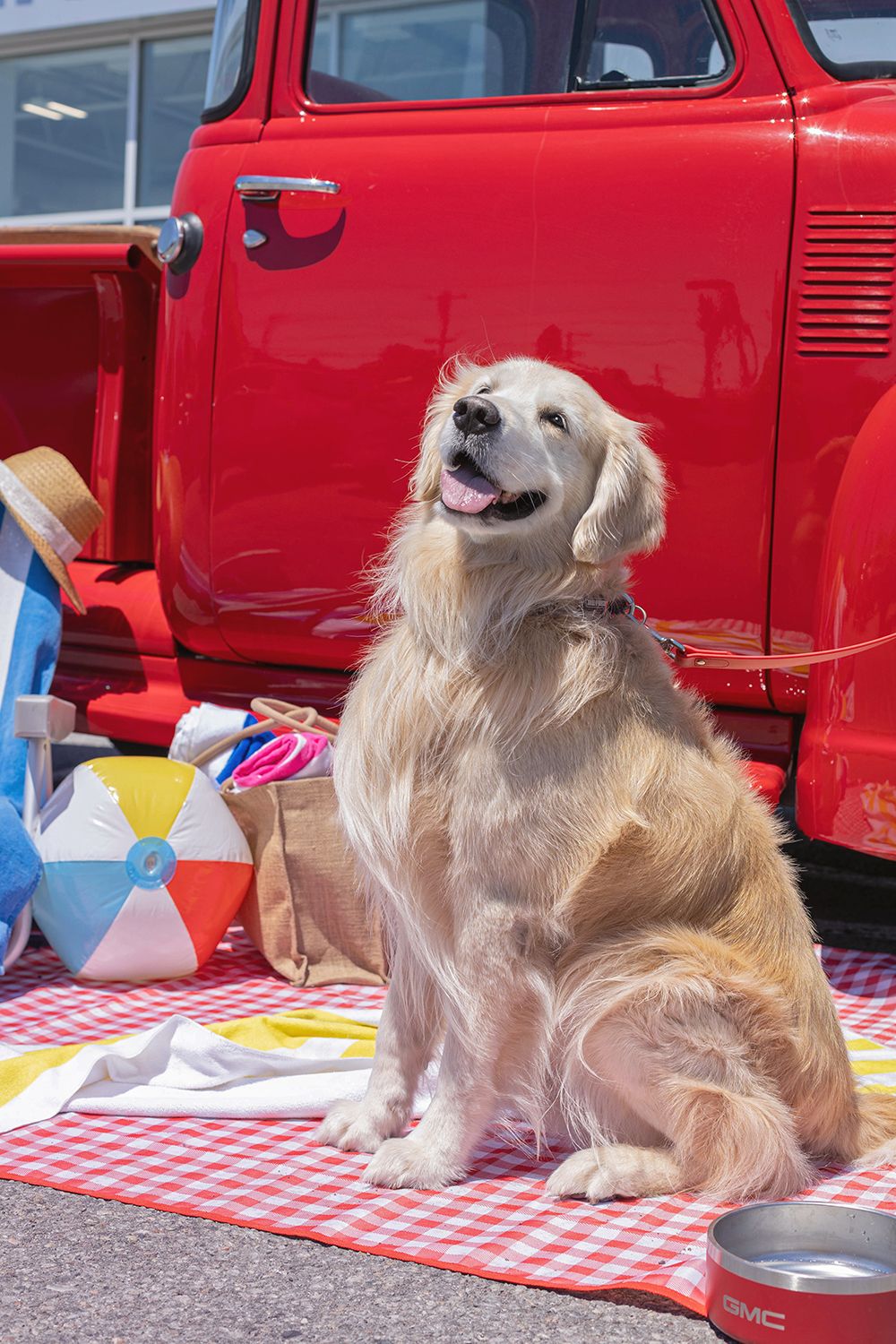 Golden Retriever dog sitting on red checkered blanket near vintage red GMC truck with beach balls and summer accessories.