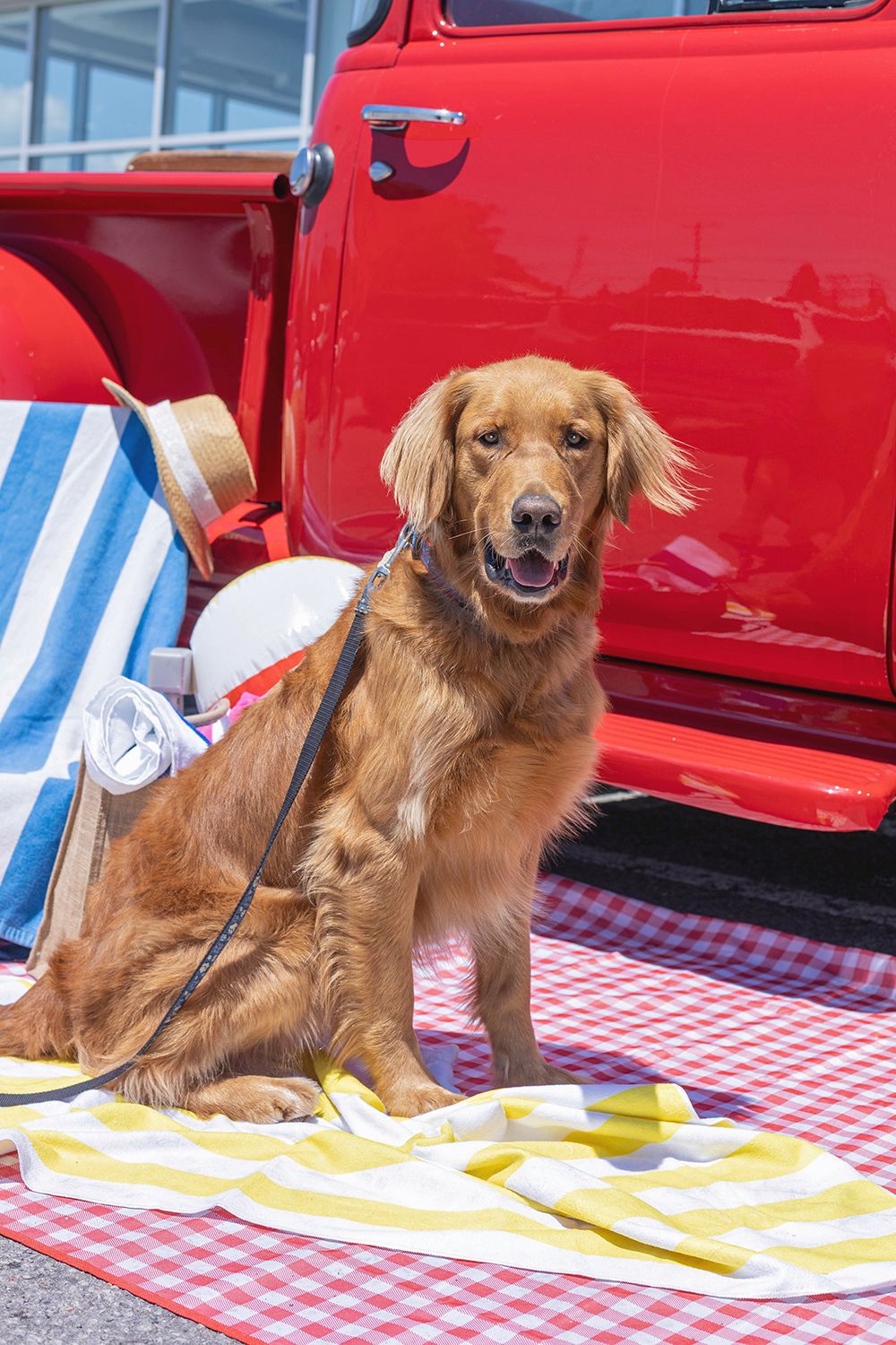 Happy Golden Retriever on leash sitting on striped towel beside vintage red GMC truck with beach chair backdrop.