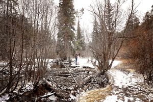 Wide view of a couple standing among snowy evergreens and fallen branches by a winter creek.