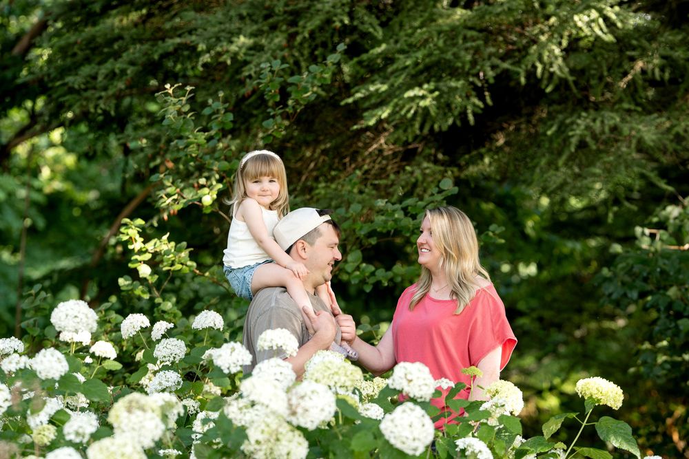 Happy family with young child on dad's shoulders among white hydrangeas in garden.
