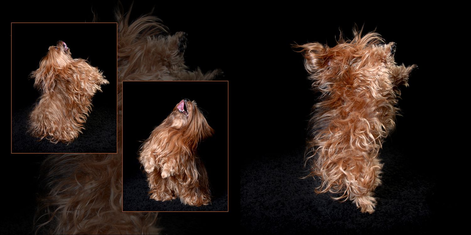 Triptych of brown dog portraits showing different head angles against black background.