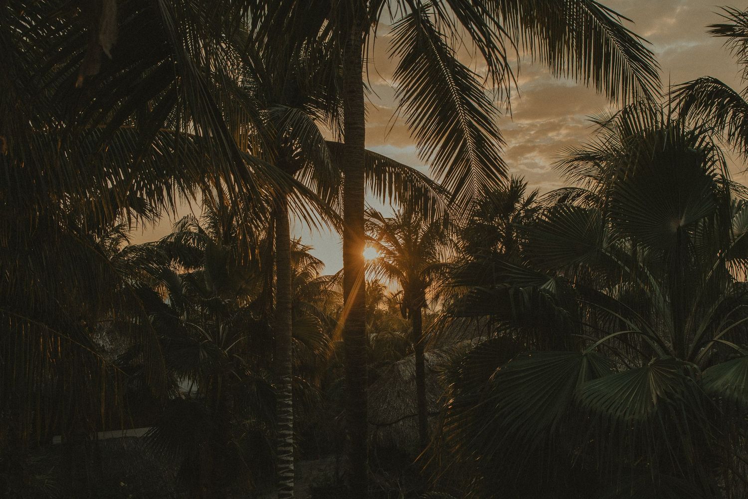 Golden sunset light filtering through silhouetted tropical palm trees in a lush setting.